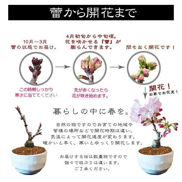 メーカー在庫限り品 しょうたのお店桜盆栽 hkysocharity.com