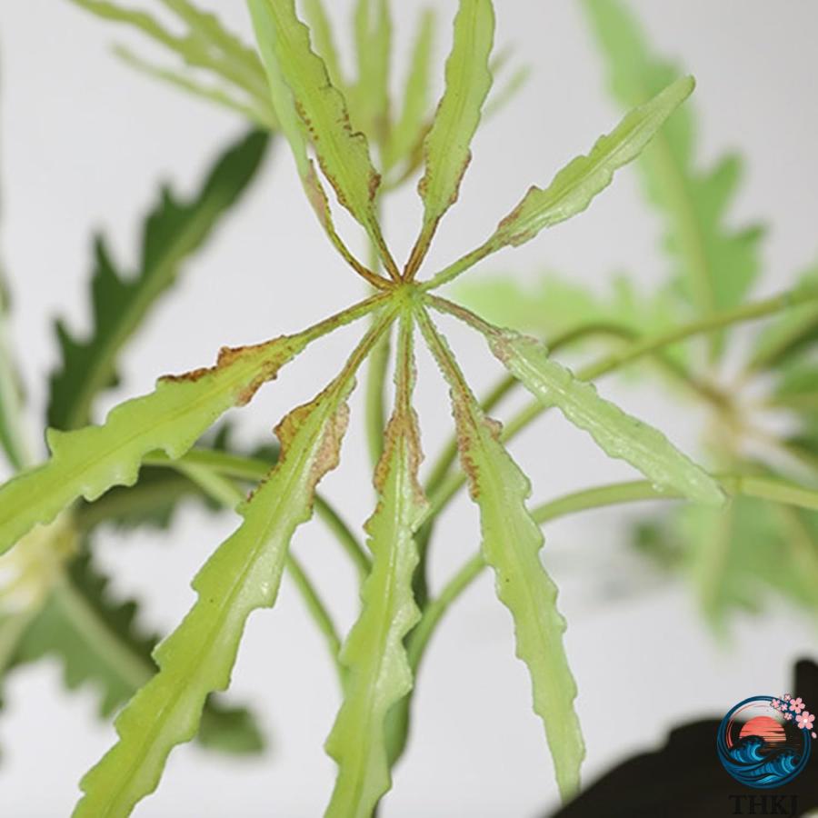 人工観葉植物 侘寂風 クジャクノキ 大型 造花 人工観葉樹 ガーデン カフェ キッチン THKJ ベッドルーム フェイクグリーン プレゼント 引っ越し祝い グリーナの画像