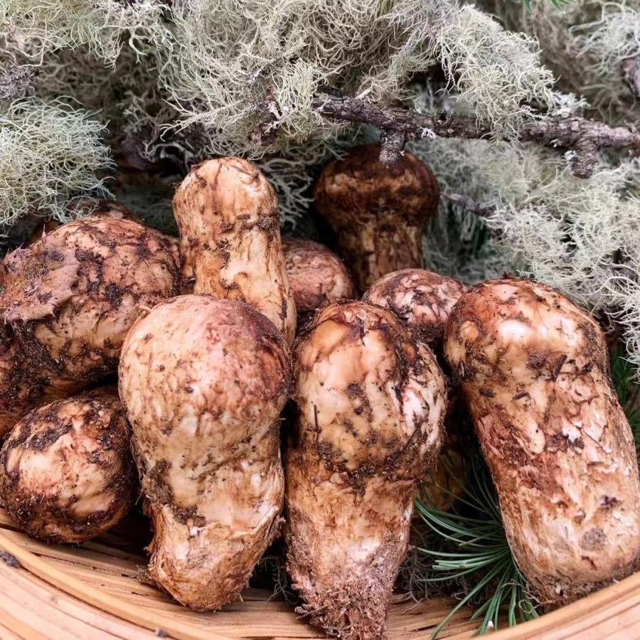 特選】生まつたけ Mサイズ1kg 中つぼみ 中国雲南省産 送料無料 HA