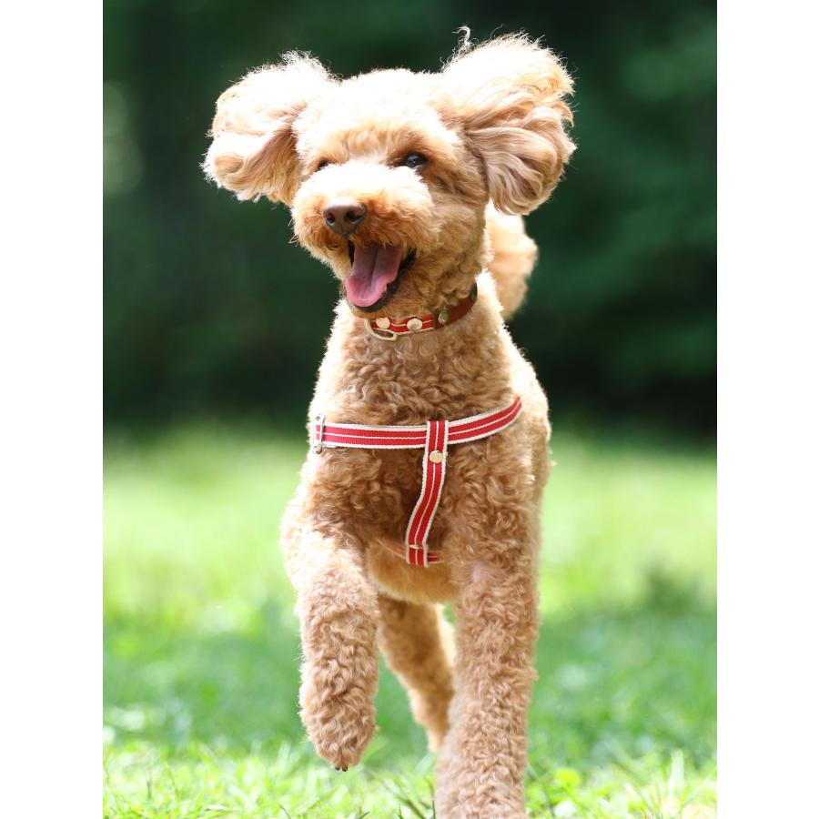 ペットの名前刻印できます！ ペットの紐ハーネスとリードセット 軽くて