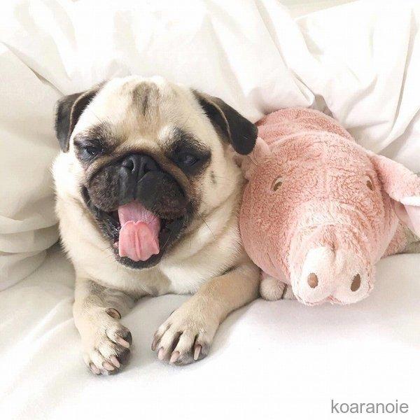 ペット 犬 おもちゃ 猫 おもちゃ ぬいぐるみ 豚 ピッグ アニマル ふかふか 抱き枕 ピンク お祝い トイ 贈り物 癒し ペットグッズ 可愛い ペット用品 Kg Xg012 Abg コアラの家 通販 Yahoo ショッピング