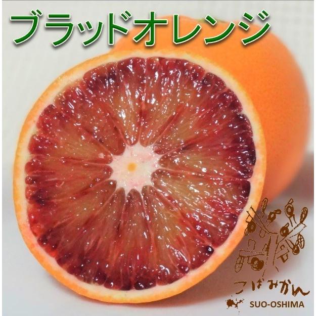 山口周防大島産『ブラッドオレンジ(タロッコ) 家庭用 大箱 約9kg
