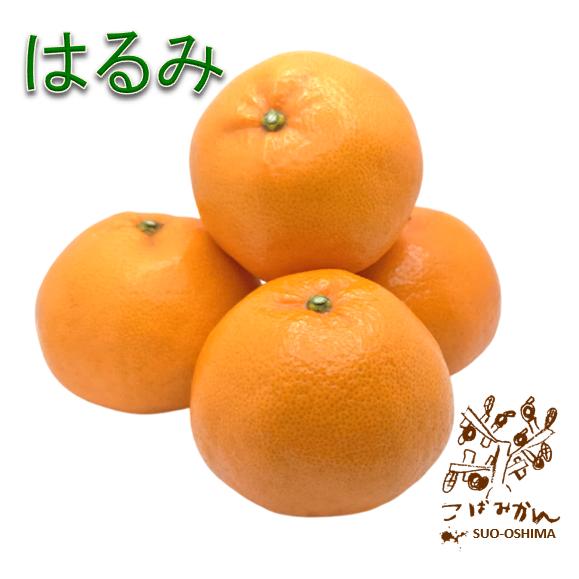山口周防大島産『はるみ 家庭用 小箱 約2.5kg』サイズ無選別 : こば
