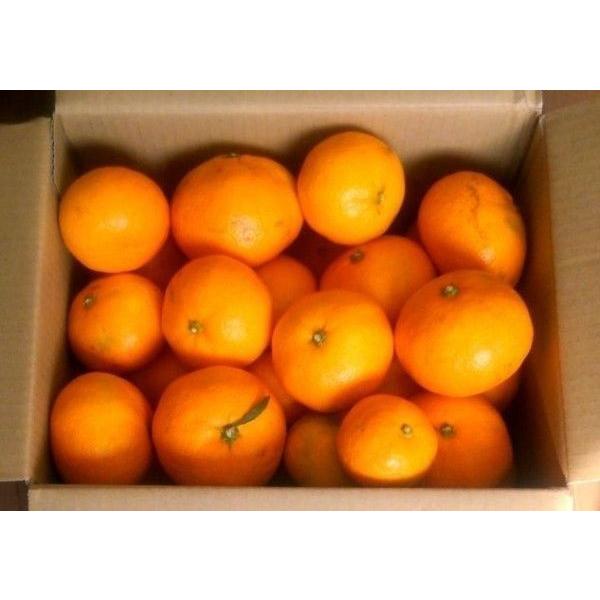 山口周防大島産『石地（いしじ） 家庭用 中箱 約4.8kg』サイズ無選別