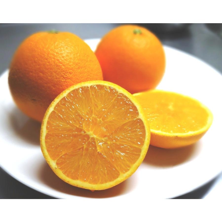 山口周防大島産『大三島ネーブルオレンジ 家庭用 大箱 約9kg』サイズ無