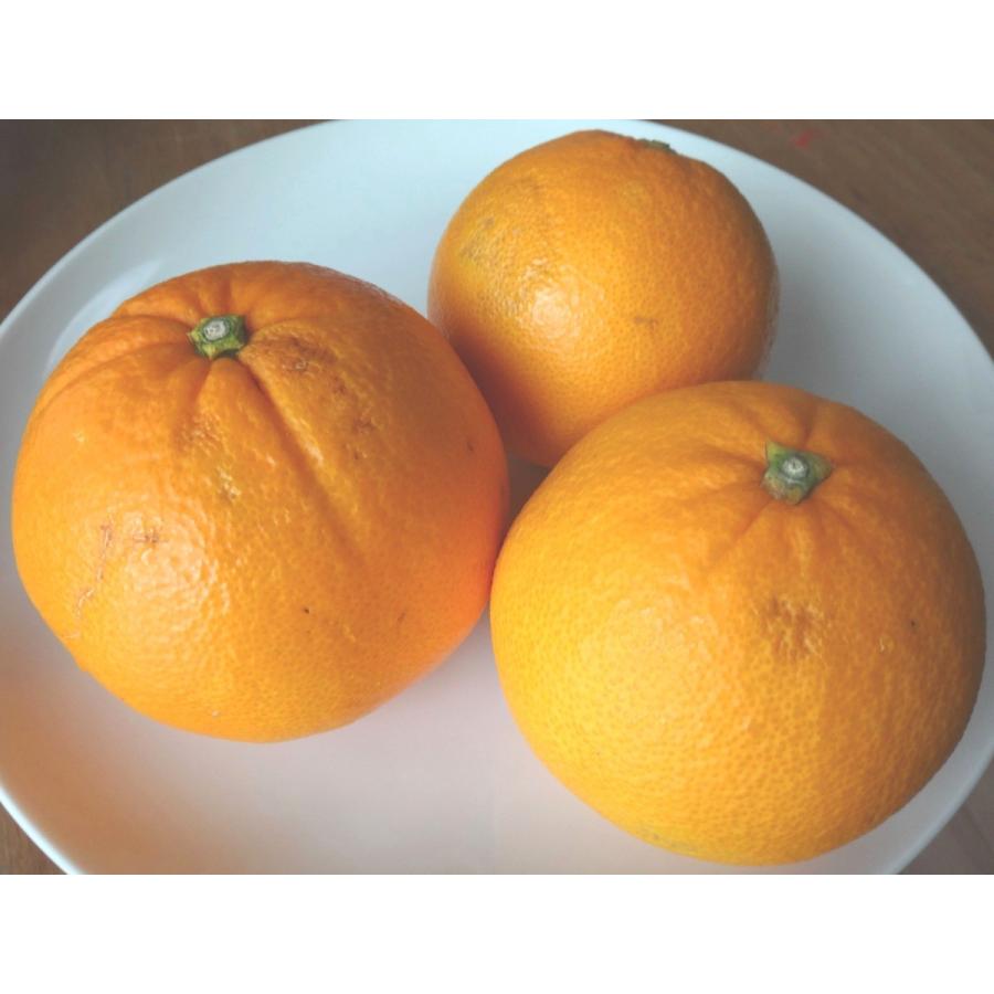 山口周防大島産『大三島ネーブルオレンジ 家庭用 大箱 約9kg』サイズ無