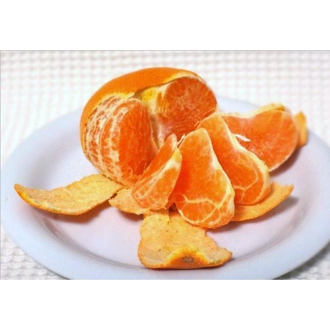 山口周防大島産『せとか 家庭用 中箱 約4.5kg』サイズ無選別 : こば