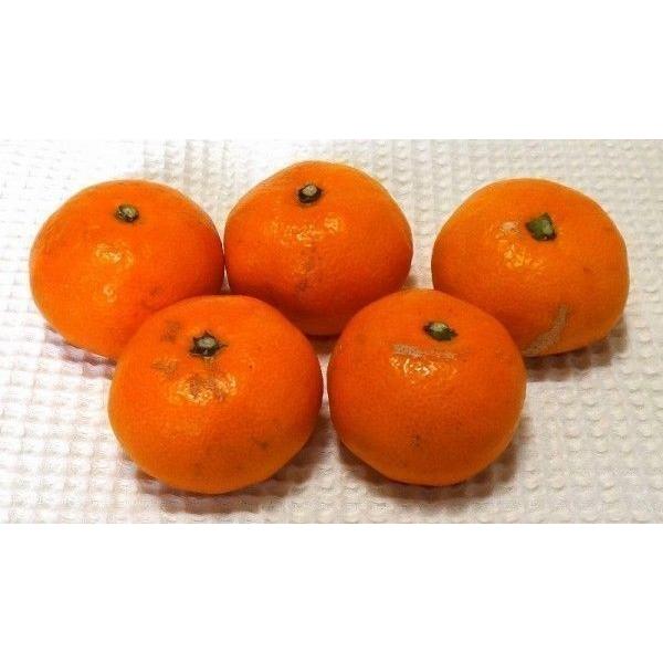 山口周防大島産『超小玉 みかん 家庭用 小箱 約3kg』 : こば