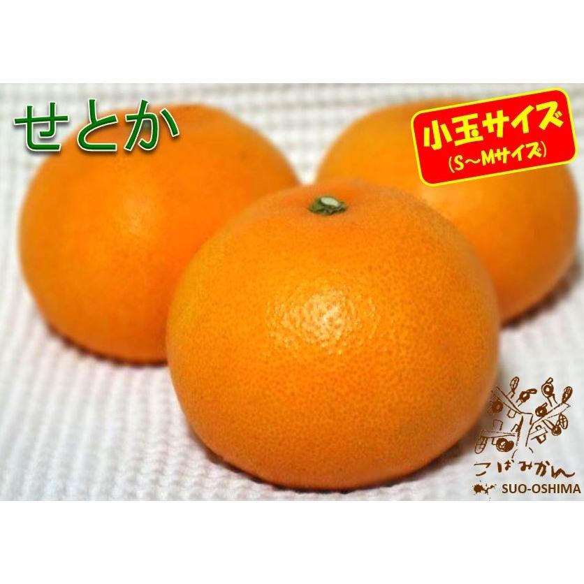 山口周防大島産『小玉 せとか 家庭用 大箱 約9kg』 : こばみかん