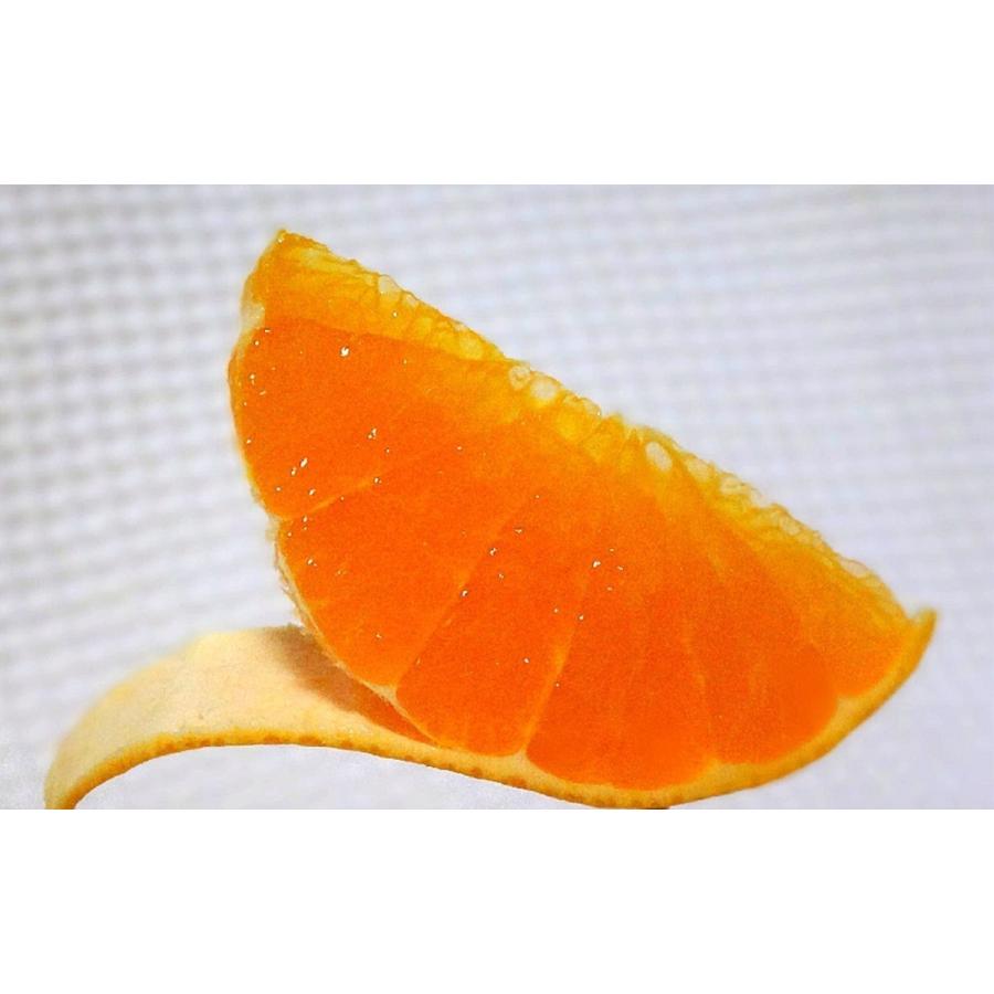 山口周防大島産『小玉 せとか 家庭用 大箱 約9kg』 : こばみかん