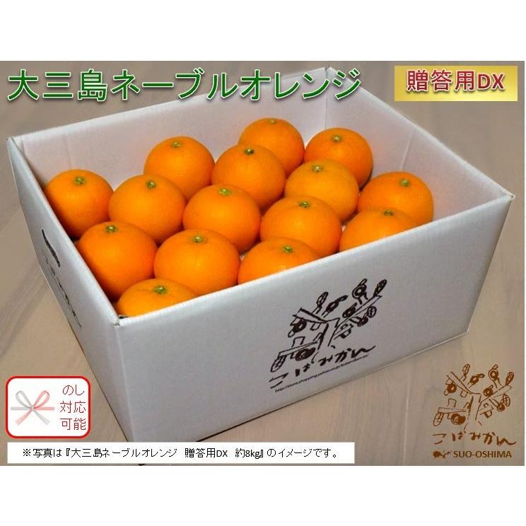 山口周防大島産 大三島ネーブルオレンジ 約5kg 贈答用dx 国産 Z Navel 050 こばみかん 通販 Yahoo ショッピング