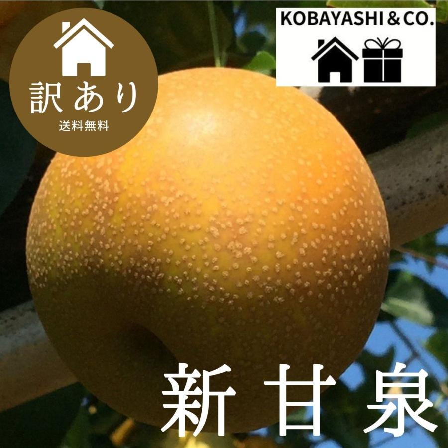 早割 梨 訳あり 鳥取県産 新甘泉梨5kg（10〜20玉入り） 送料無料