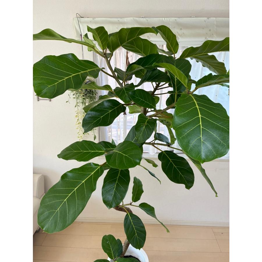アフリカンプリンス 10号(0207) 新築祝い 開店祝い 観葉植物