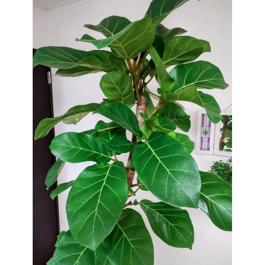 フィカス　アフリカンプリンス　太幹　お引取り限定　植物　インテリア フィカス アフリカンプリンス 太幹 お引取り限定 植物 インテリア