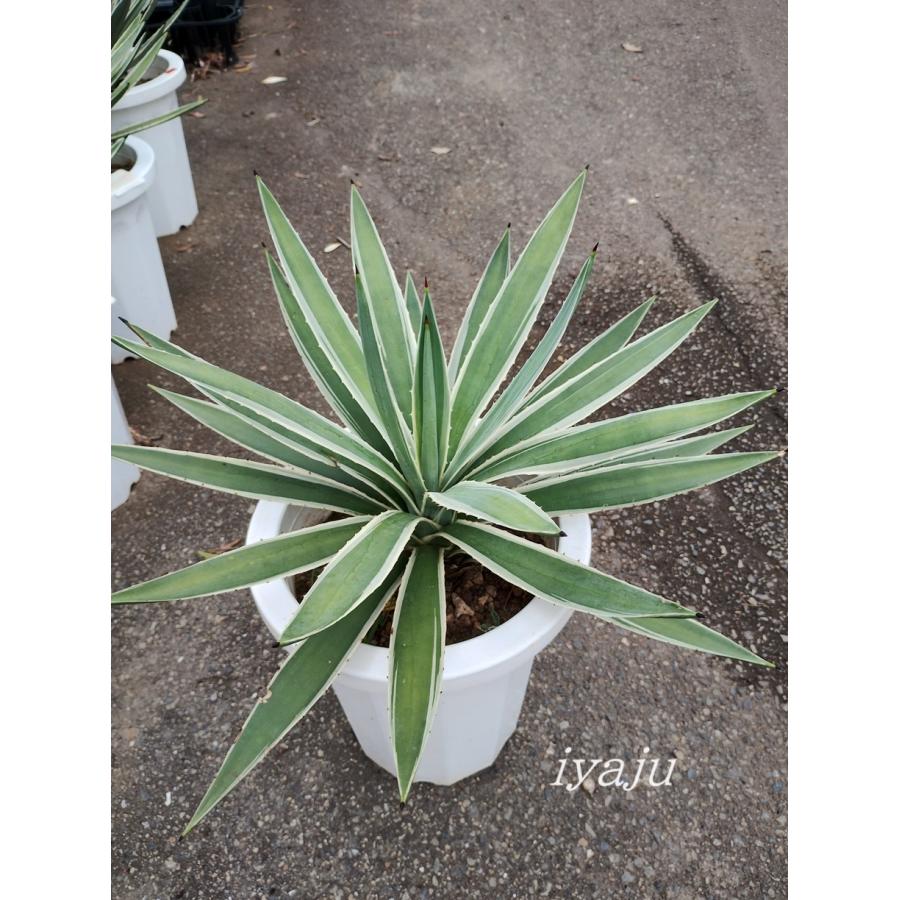 アガベ ハクセンコウ 楽天市場】アガベ ハクセンコウ 7号（0721） インテリア