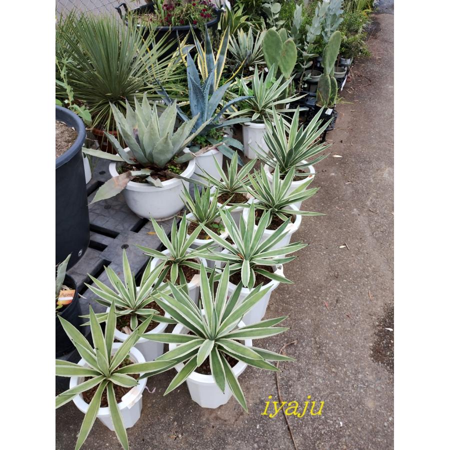 アガベ ハクセンコウ 7号(0721) オシャレな観葉植物 多肉植物 アガベ ハクセンコウ 7号(0721) オシャレな観葉植物 多肉植物