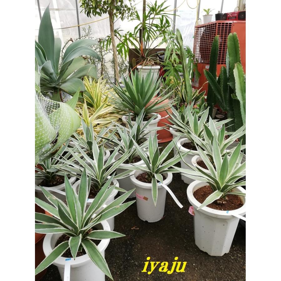 アガベ ハクセンコウ 7号(0721) オシャレな観葉植物 多肉植物 アガベ ハクセンコウ 7号(0721) オシャレな観葉植物 多肉植物