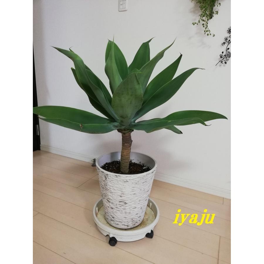 アガベ アテナータ 8号(0015) オシャレな観葉植物 多肉植物 アガベ アテナータ 8号(0015) オシャレな観葉植物 多肉植物