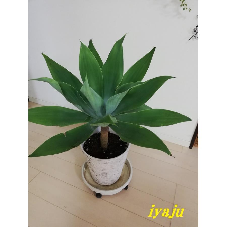 【現品】アガベ・アテナータ　8号　茶鉢　（3） アガベ・アテナータ 8号サイズ | HITOTOKI by MAKIMO PLANT