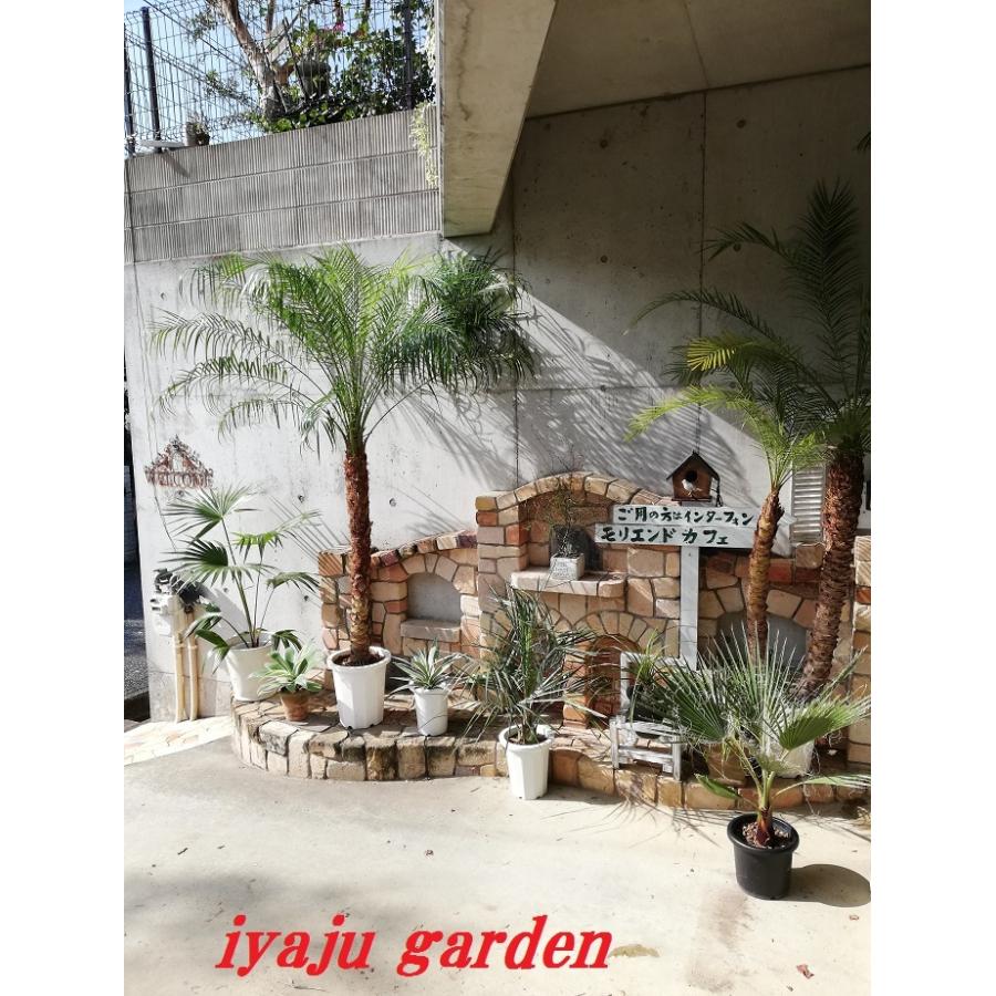 アレカヤシ 10号 オシャレな観葉植物 新築祝い 開店祝い : KOBE