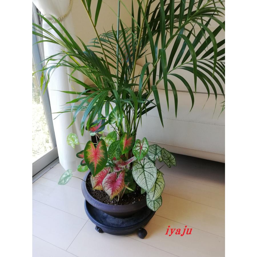 アレカヤシ 11号 寄せ植え付き オシャレな観葉植物 新築祝い 開店