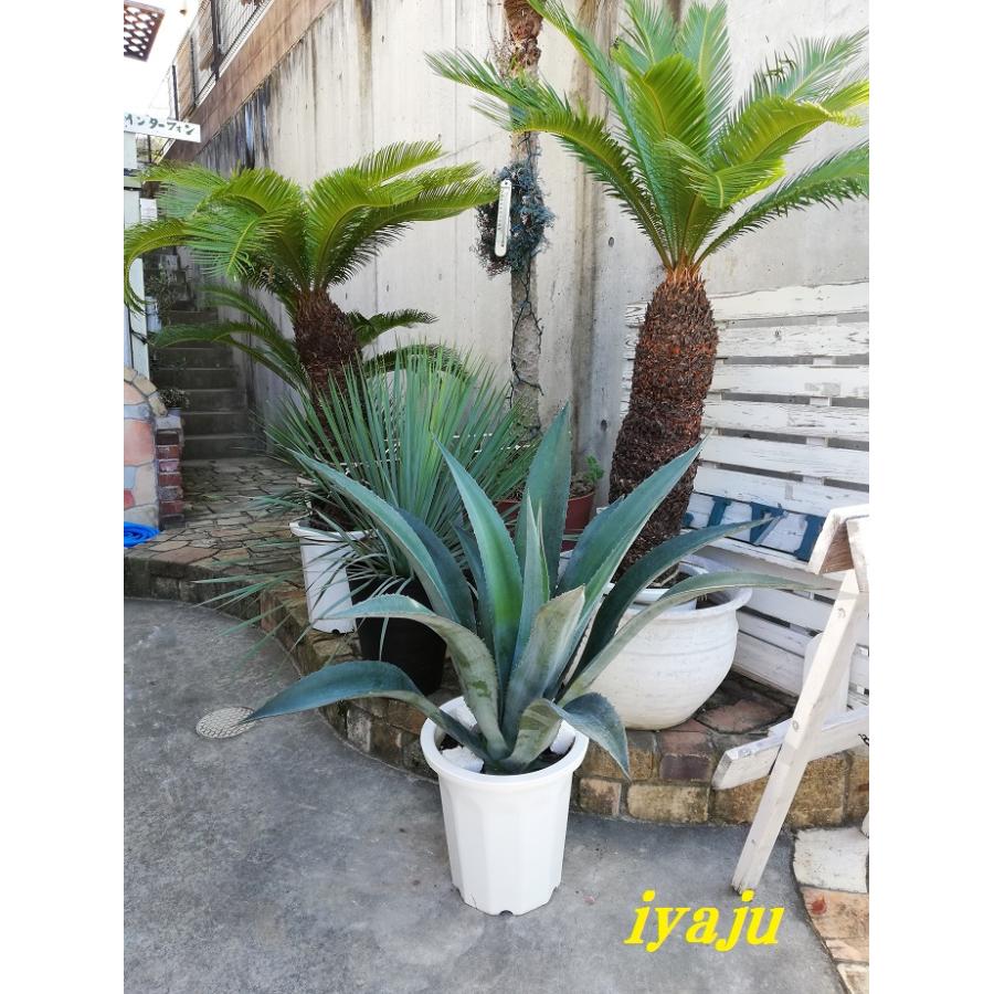 高品質の人気 アガベ アオノリュウゼツラン １０号 0065 大型 オシャレな観葉植物 多肉植物 インテリア 耐寒性有り ドライガーデン ロックガーデン サボテン 多肉植物 お祝いの立て札 必要 内容を備考欄に記入下さい