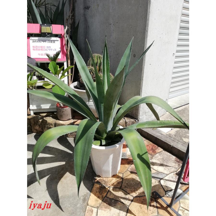 新春特別価格 アガベ アオノリュウゼツラン 10号(0914)大型 新春特別価格 アガベ アオノリュウゼツラン 10号(0914)大型