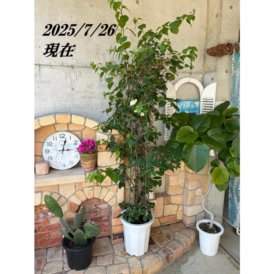 ブーゲンビリア ブライダルピンク 10号 観葉植物 オシャレ