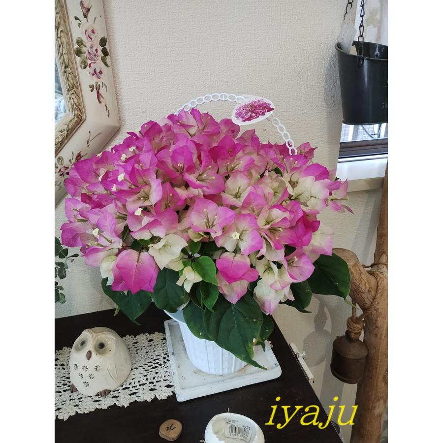 ブーゲンビレア　ブーゲンビリア　苗　ピンク　花木　観葉植物　② 楽天市場】ブーゲンビリア 八重咲き 赤 6号鉢 : 千草園芸