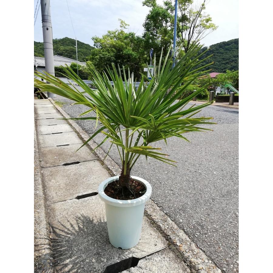 チャメロプス 7号（0011） 耐寒性ヤシ 観葉植物 ドライガーデン