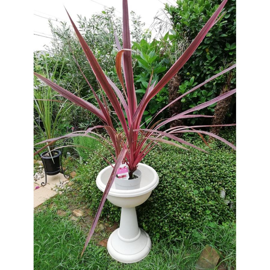 コルジリネ エレクトリックピンク ５号 インテリア 観葉植物 新築祝い 開店祝い ギフト リゾートグリーン Cjp 0011 Kobe Iyaju 通販 Yahoo ショッピング