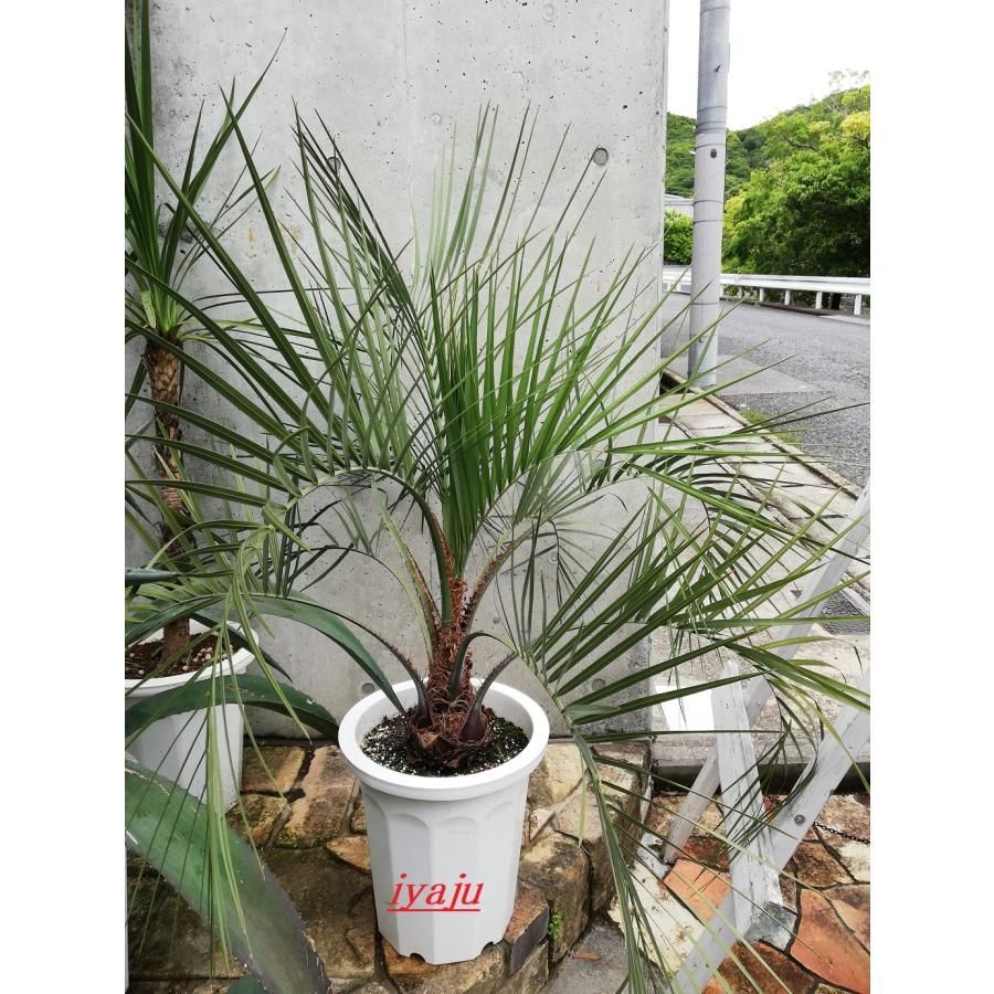 ココスヤシ (149) 観葉植物 - 常緑樹 ココスヤシ (149) 観葉植物 - 常緑樹