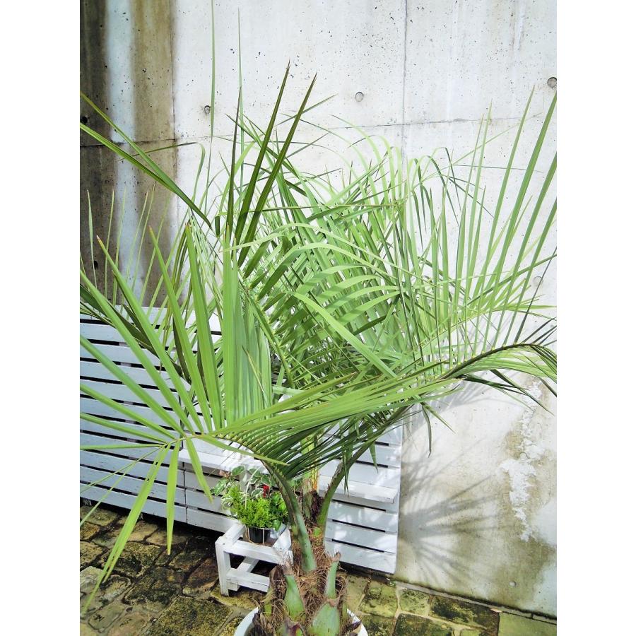ココスヤシ 12号 観葉植物 シンボルツリー ドライガーデン ギフト