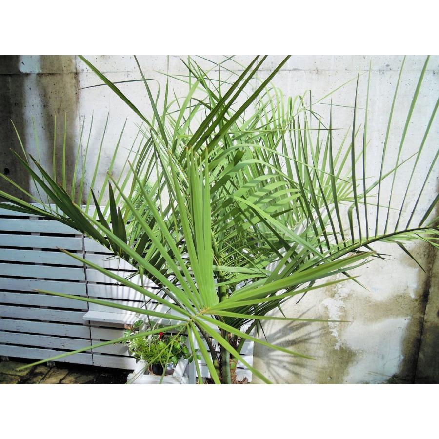 ココスヤシ 12号 観葉植物 シンボルツリー ドライガーデン ギフト
