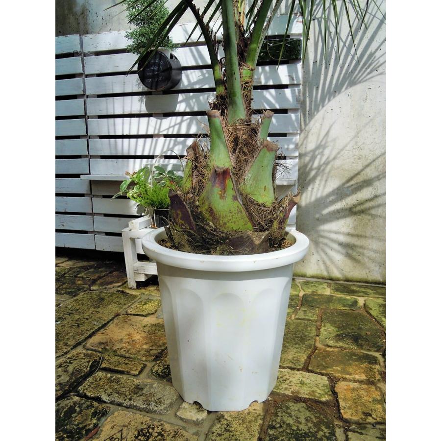 ココスヤシ 12号 観葉植物 シンボルツリー ドライガーデン ギフト