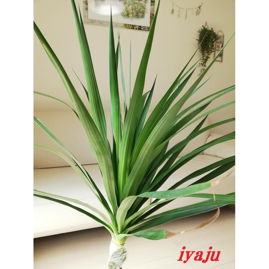 ドラセナ カンボジアーナ 7号 オシャレな観葉植物 インテリア ドライ