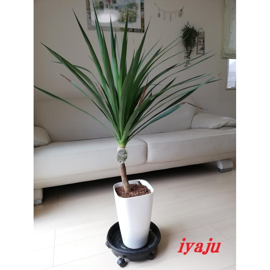 ドラセナ カンボジアーナ 7号 オシャレな観葉植物 インテリア