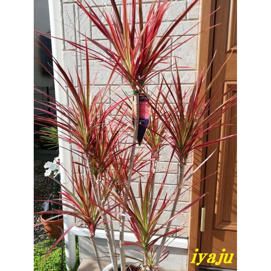 ドラセナ スカーレットアイビス 8号 オシャレな観葉植物 新築祝い