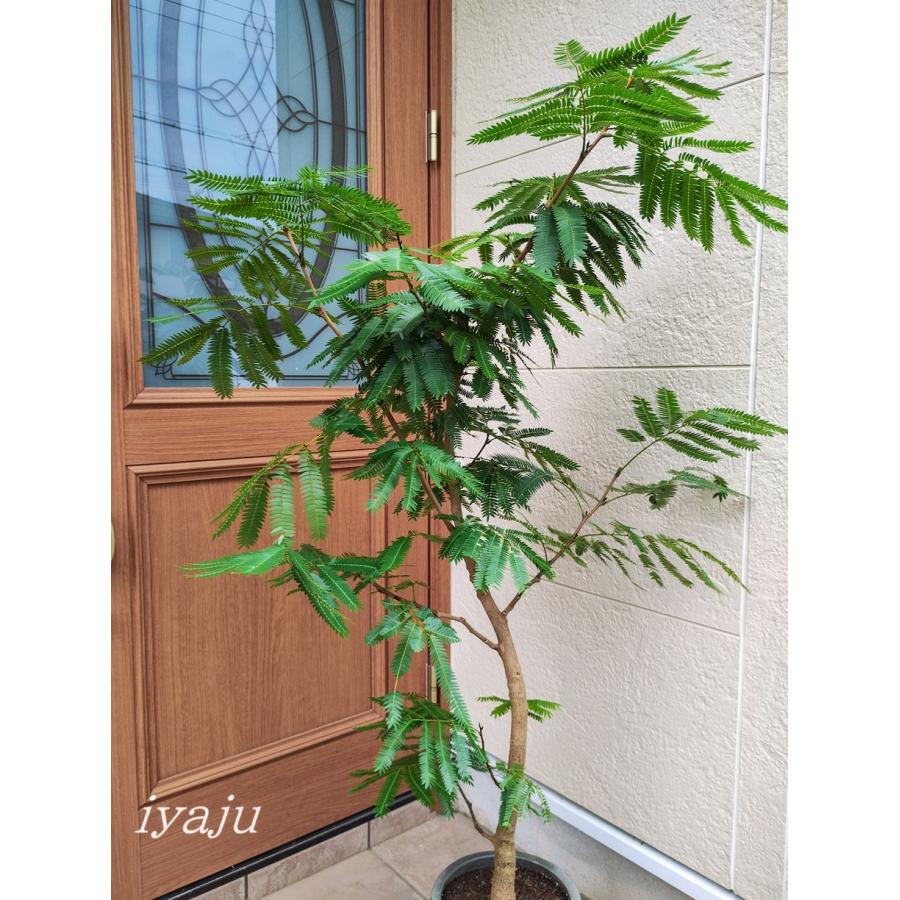 エバーフレッシュ 8号 144cm Spiral エバーフレッシュ 8号 144cm Spiral エバーフレッシュ 8号 144cm