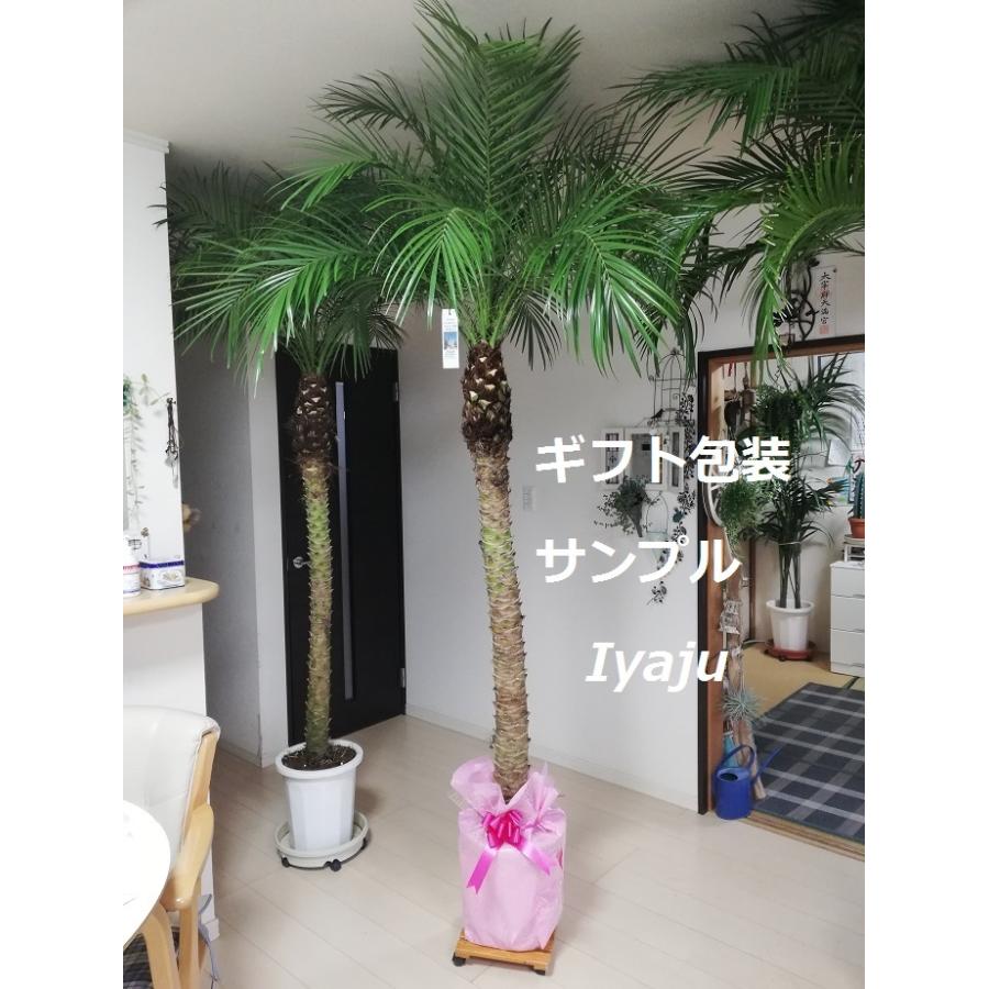 フェニックスロベレニー（シンノウヤシ 119）9号 ツインタイプ