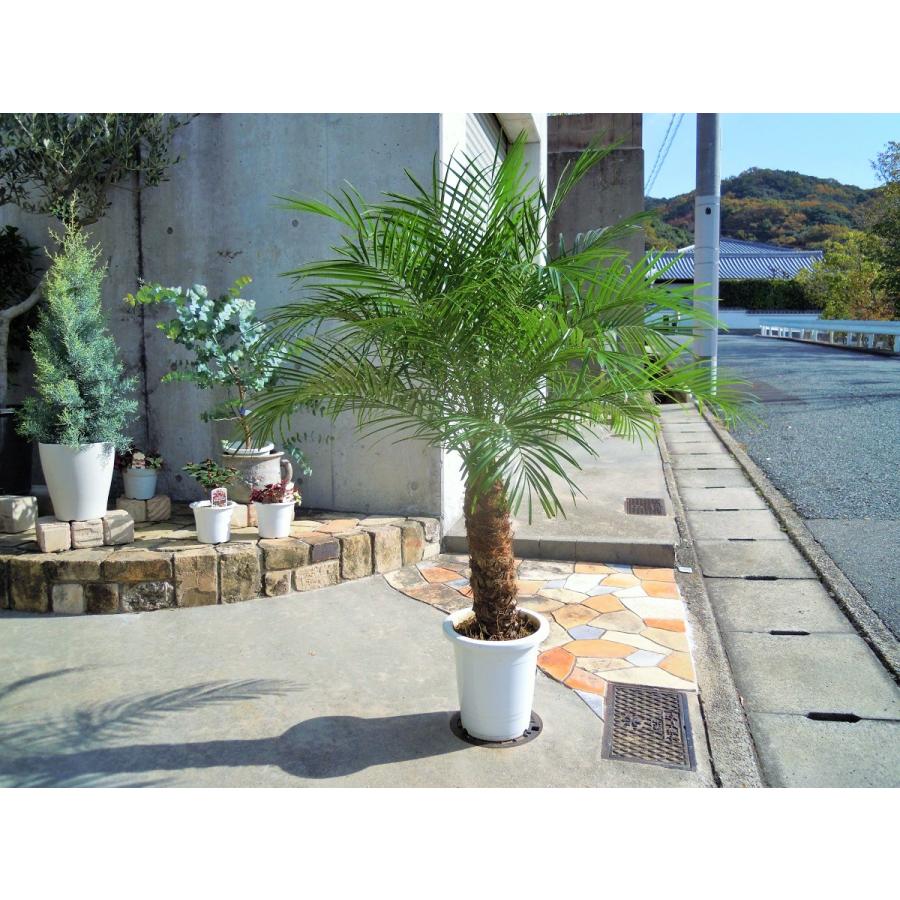 コ*コ様 フェニックス・ロベレニー 【一点もの4本立ち‼️ 】葉先