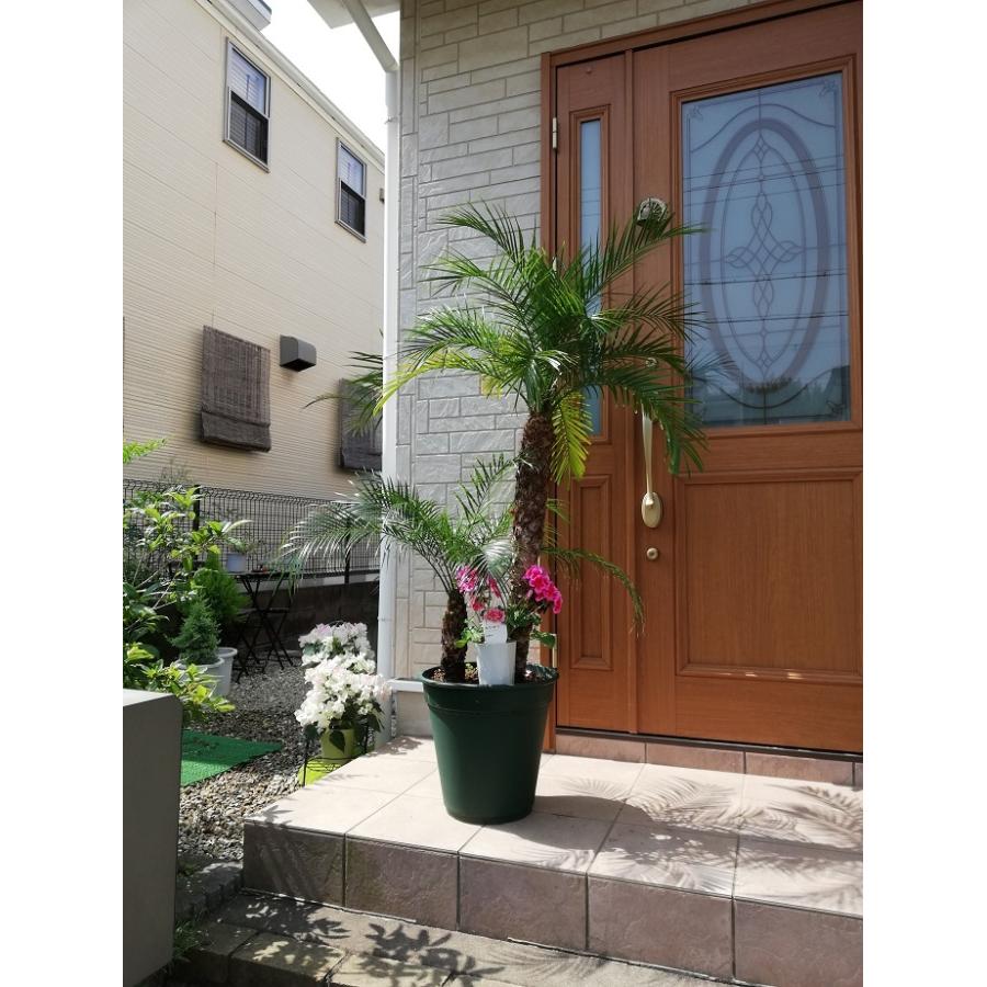 ゆ*い様 フェニックス・ロベレニー 2本立ち 葉先80cm 希少株 ゆ*い様 フェニックス・ロベレニー 2本立ち 葉先80cm 希少株