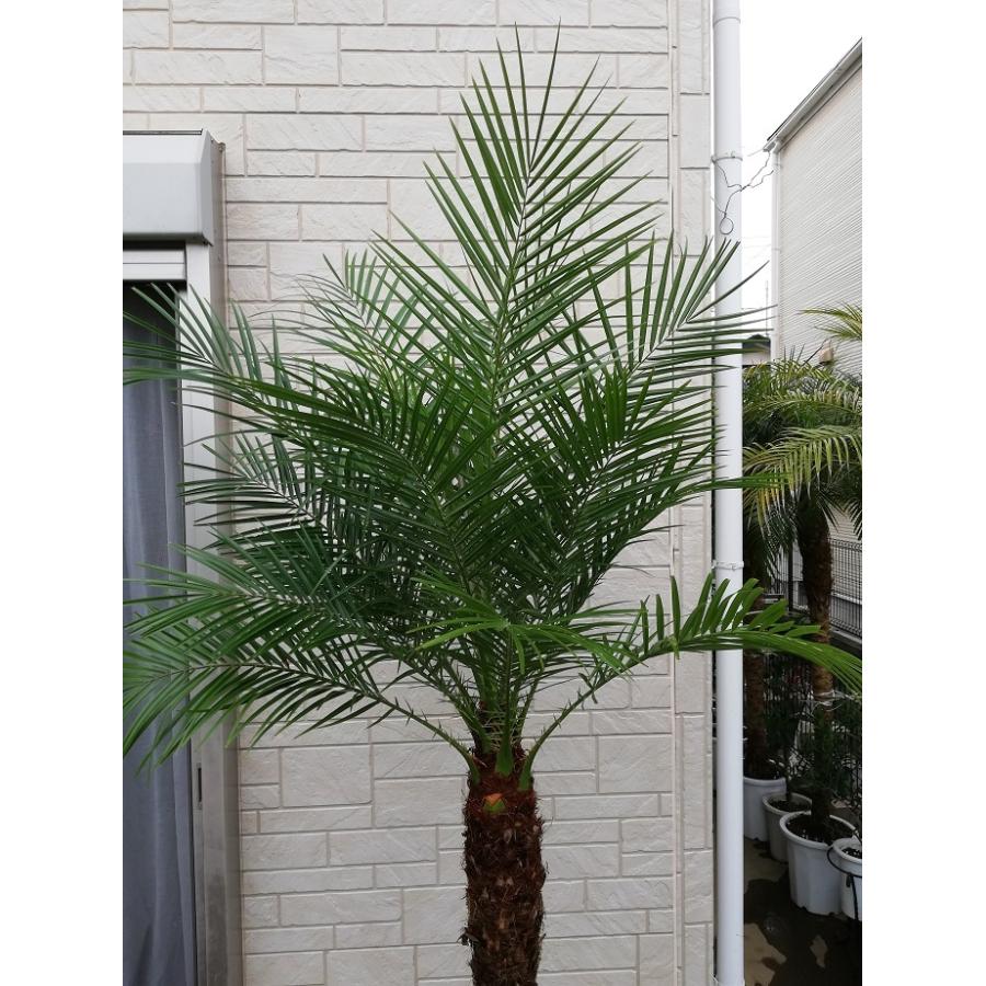 か*ん様 フェニックス・ロベレニー 3本立ち 葉先90cm 希少株 か*