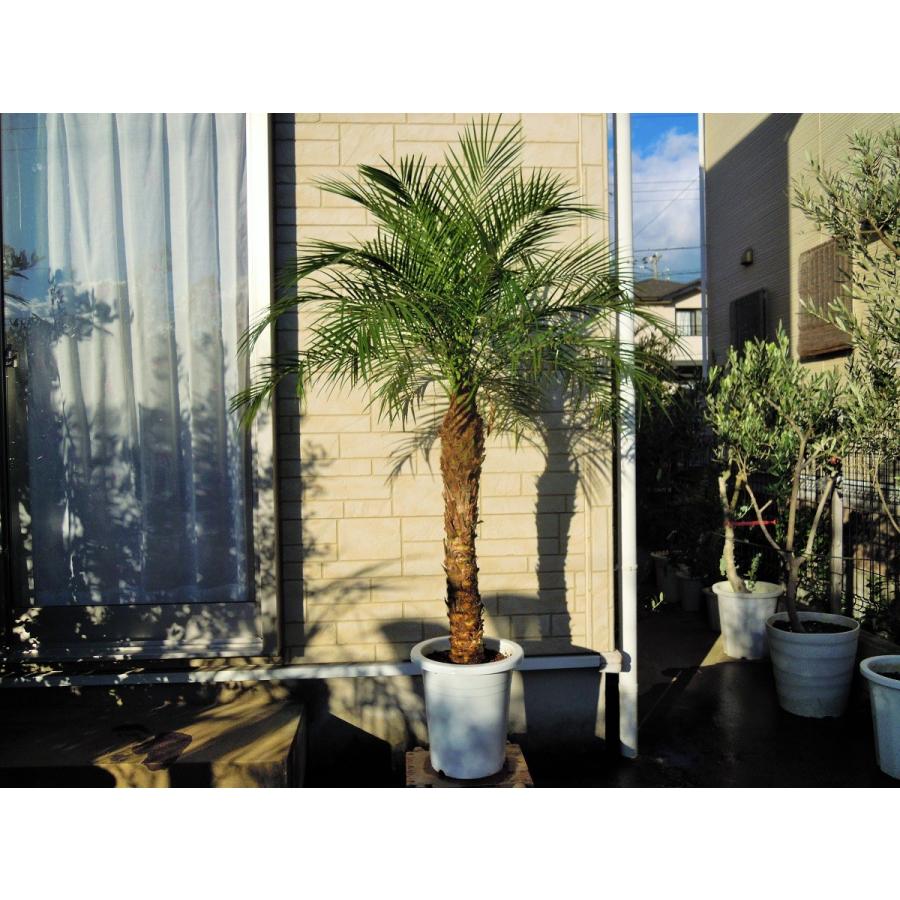フェニックスロベレニー 9号Sサイズ 八丈島産 ヤシの木