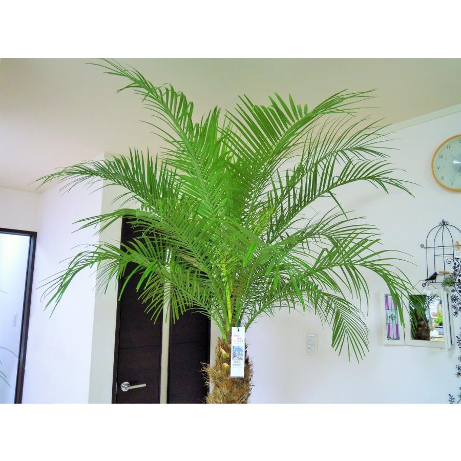 フェニックス　ロベレニー　超大型　243㌢　観葉 植物　ガーデニング フェニックスロベレニー10号 LL特大サイズ 配送地域限定商品