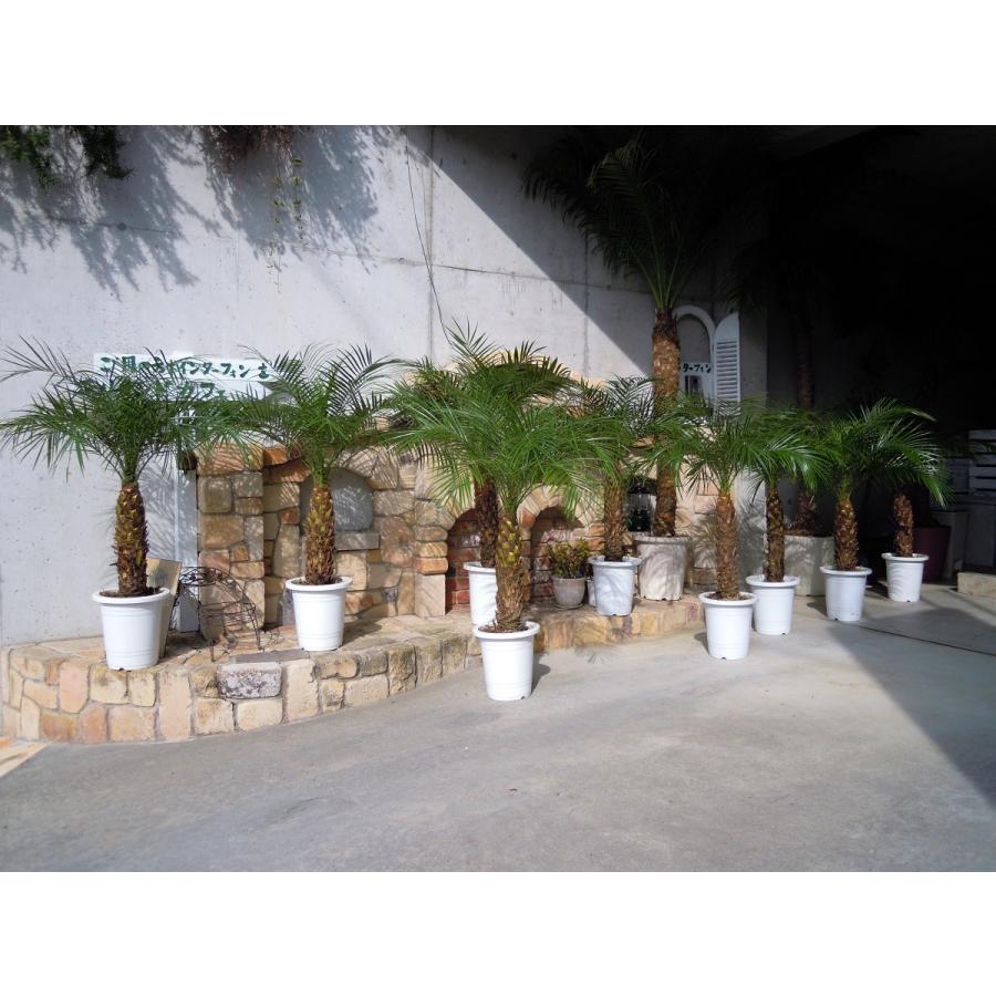 フェニックスロベレニー 8号s 八丈島産（0102s シンノウヤシ