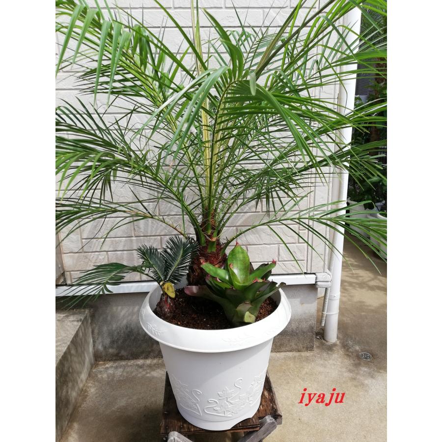 フェニックスロベレニー 12号 寄せ植え インテリア 観葉植物 フェニックスロベレニー 12号 寄せ植え インテリア 観葉植物