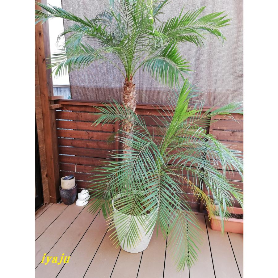フェニックスロベレニー　2.2メートル引き取り限定 フェニックス・ロベレニー XL 【首都圏限定】 | 観葉植物の通販 AND