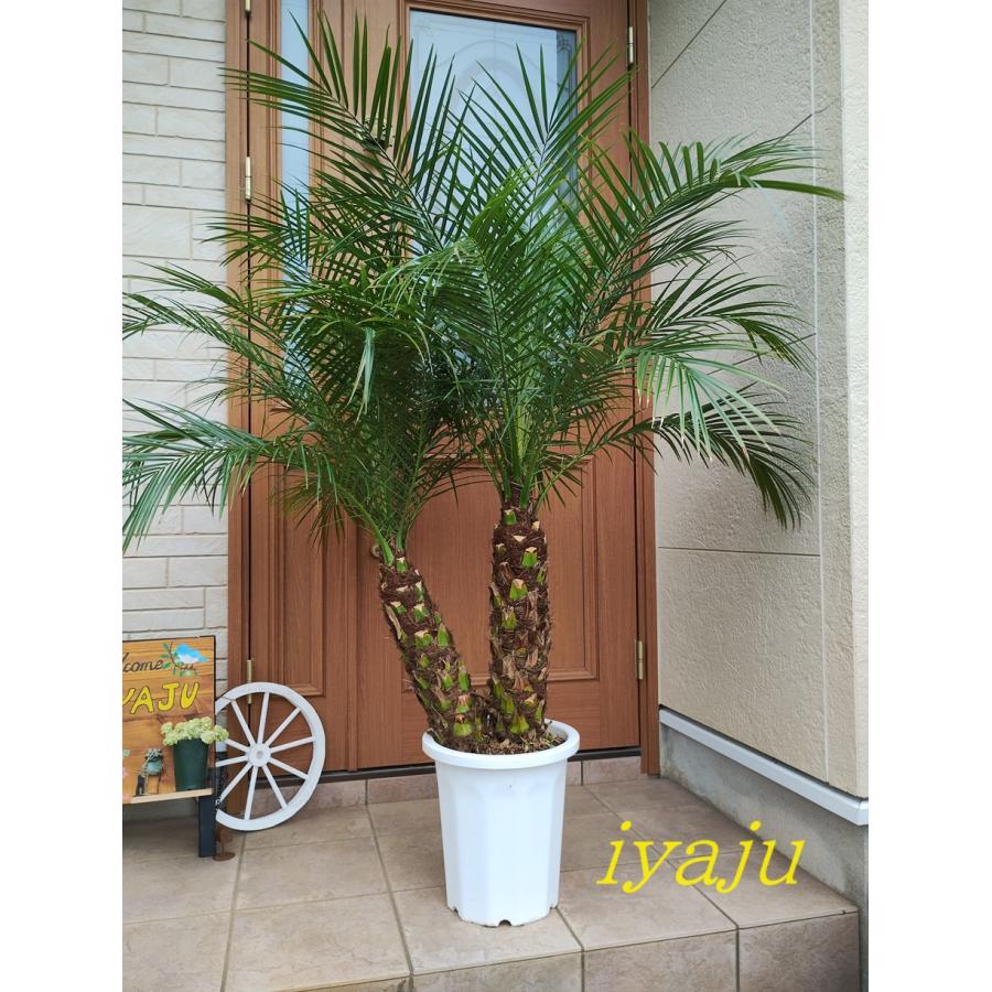 特大　フェニックス　ロベレニー　10号　サンセットゴールド　陶器鉢　植え込み発送 特大 フェニックス ロベレニー 10号 サンセットゴールド 陶器鉢