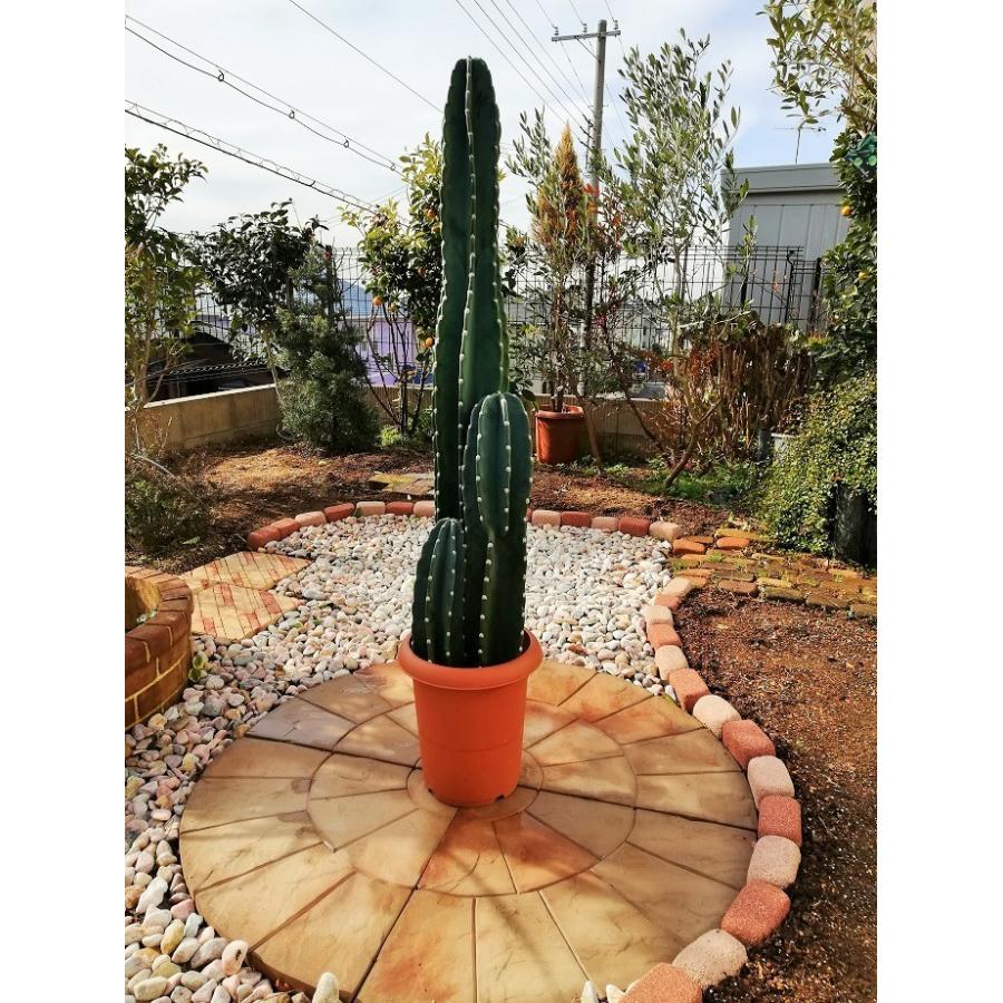 柱サボテン 8号 オシャレな観葉植物 インテリアグリーン ドライ